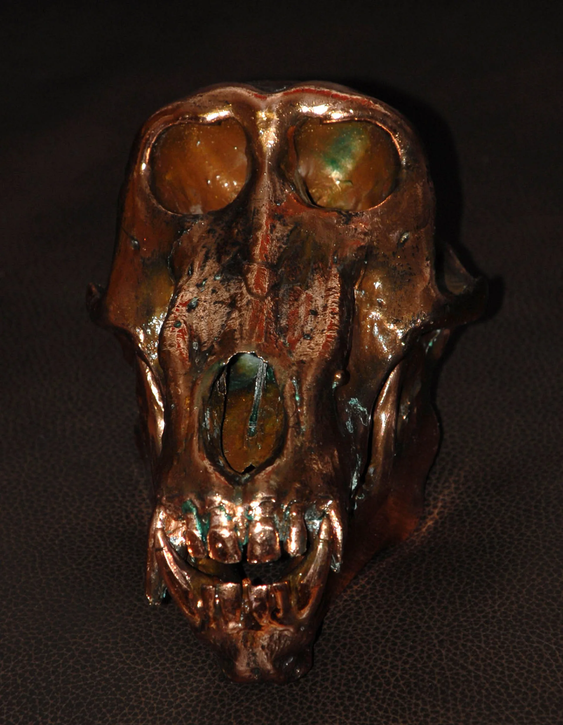 Baboon2 Skull Mount — Highveld Taxidermists